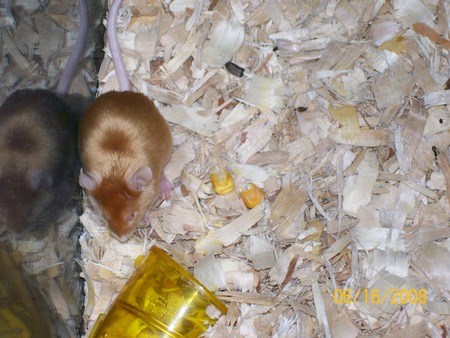 My Pet Mouse - mouse, pets, mice