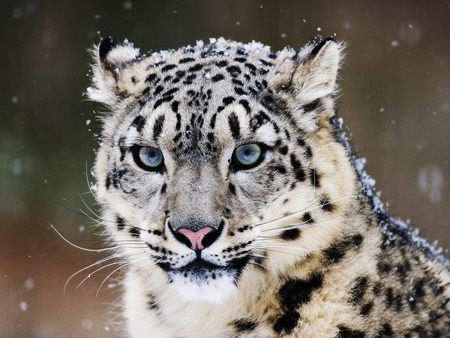 Snow Leopard - beauty, animals, eyes, white jaguar, blue eye leopard, feline, snow leopard hd, white, leopard, cat of pray, blue eye s, big cats, big cat, snow blue eye leopard full 1080p, fractal, wildlife, predator, snow leopard, jaguar hd, cat, blue eyes, winter, carnivora, panther, nature, cats, snow, wild, snow leopard hd1080p, animal