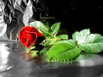 Fall_Red_Rose