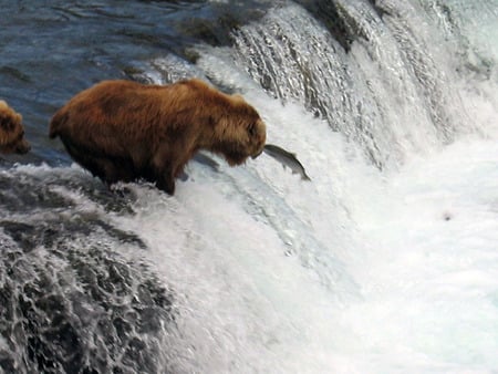 Grizzly Bear Fishing - fall, alaska, river, bear, fish, waters, salmon, firefox persona