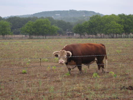 no bull - cow, hay, field, grass