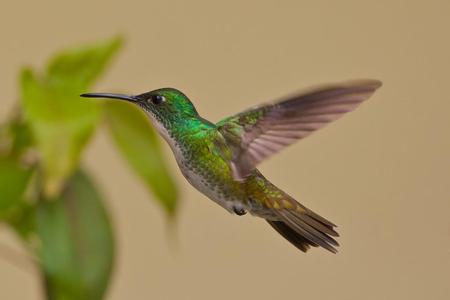 Hummingbird - animal, bird, flower, hummingbird