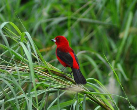 Bird - red, animal, bird, black, plant