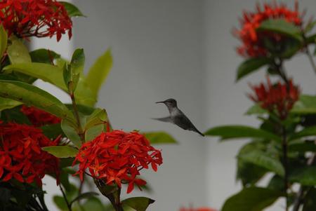 Hummingbird - flowers, hummingbird, animal, bird