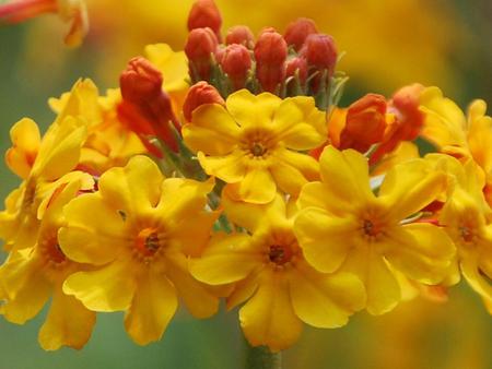 Flowers - nature, flowers, yellow, petals