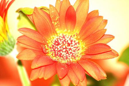 Flower - flower, yellow, orange, nature