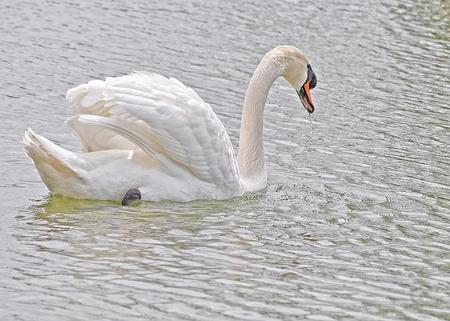 Swan - animal, swan, water, bird