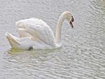 Swan