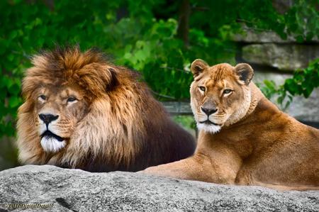 Leo and Lioness - cats, lion, animal, lioness