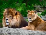 Leo and Lioness