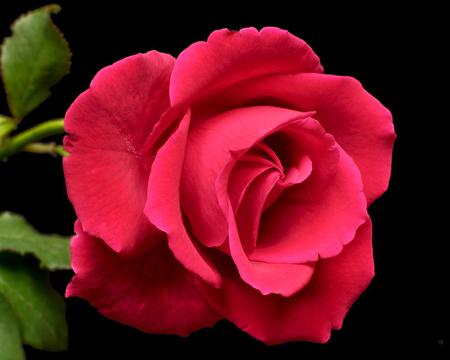 Rose - red, flower, nature, rose