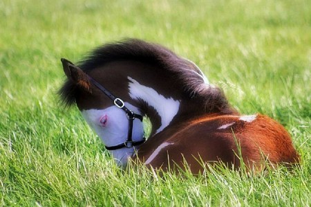 Paint in the grass - deep grass, black, white, paint, brown, horse, green, grassland, pink eyes