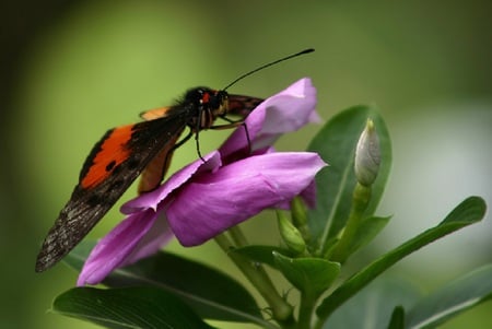 Nectar Dipping - flower, nectar, butterfly, nature