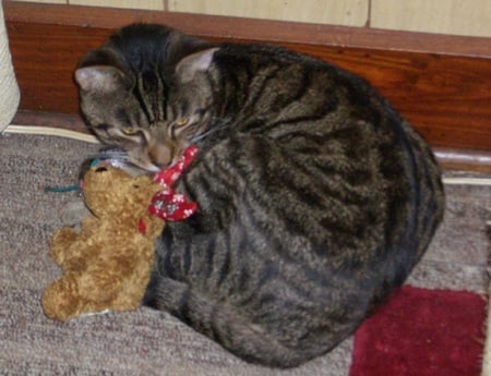 Cuddling with Friends - cute, friends, toys, cuddly, tabby cat