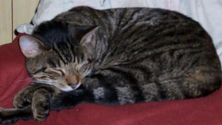 Caught Napping - tabby cat, cute, sleeping, sweet