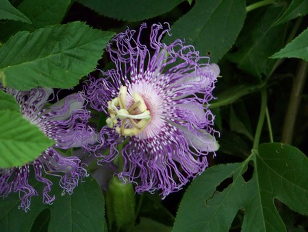 Passion Flowers - purple, passion flower, green, colorful, plants, flower