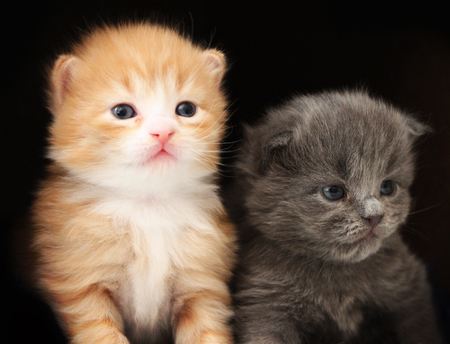 ADORABLE KITTIES - kitties, face, adorable, cute