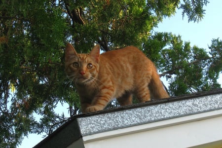 ON THE LOOK-OUT FOR THE-BIRDS - top, roof, cat, on