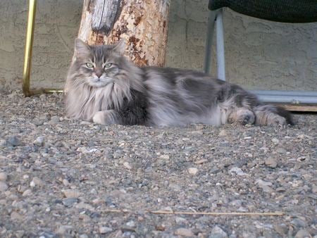 Royalty Rests - pretty, relaxation, contented, maine coon cat