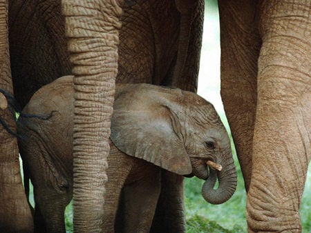 Leg, Leg, Trunk, Leg - nature, elephant, baby, animals, trunk, legs