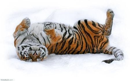 Tiger - snow, cats, tiger, animals