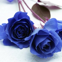 blue roses