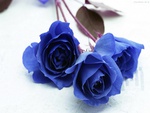 blue roses