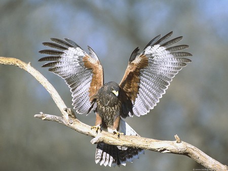 hawk - eagle, birds, animals, hawk