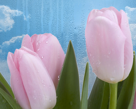 Desktop Nexus Family Special Pink Tulip Drops - clouds, water, blue, drops, pink, flowers, tulips, green, rain, sky