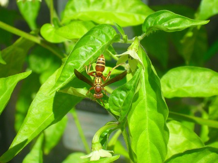 Wasp - wasp, sting, bug, green, insect, leaf