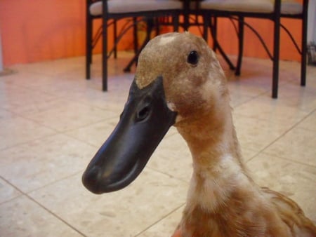 Duck