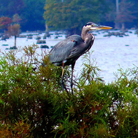 heron on top of a cyrpress tree