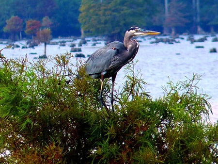 heron on top of a cyrpress tree - bird, swamp, lake, cypress, feathers, blue heron, tree