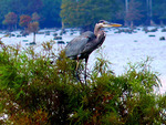 heron on top of a cyrpress tree