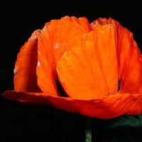 Papaver of Ceres