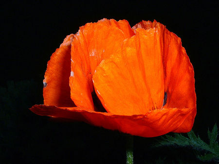 Papaver of Ceres - red, flower, poppy, ceres, nature