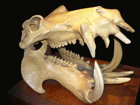 Hippopotamus Skull - hippo, taxidermy, water horse, skull