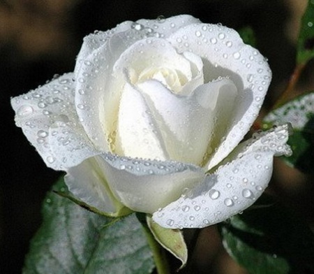 Innocence - white, nature, plant, rose, flower