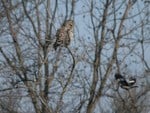 Owl watching