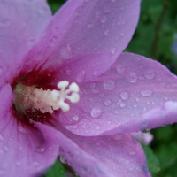 Water droplets on the Rose of Sharon