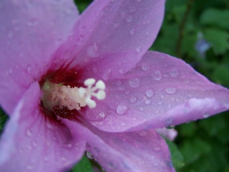 Water droplets on the Rose of Sharon - rain drops, pretty, rose of sharon, flower