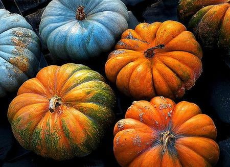 Pick your pumpkin - halloween, pumpkins, autumn, blue, orange, green, group