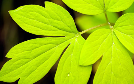 Green leaf - nature, green, leaf, plants