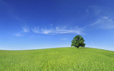 Tree in the field - sky, blue, green, tree, field