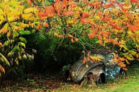 abandoned car - trees, car, forrest, leaves