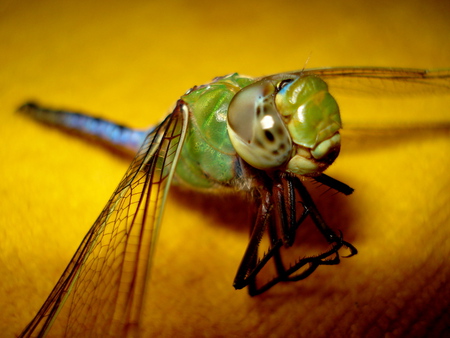 Dragonfly - bugs, nature, dragonfly, animals