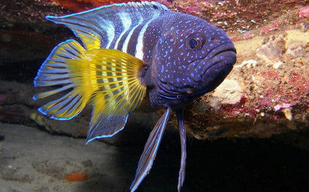 Hires underwater - fish, colorful, sea, underwater