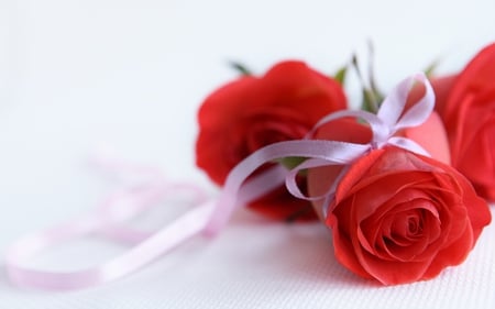 Red Roses - roses, romantic, red roses, romance, flowers, red, ribbon, ribbons, red rose, photography, valentines day, love, flower, passion, valentine, rose, bow