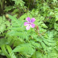 arasbaran forest flowers in iran-tabriz