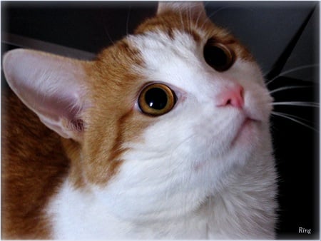 Ginger Biscuit - ears, ginger, eyes, cat, fur, big, nose, white, whiskers, look up